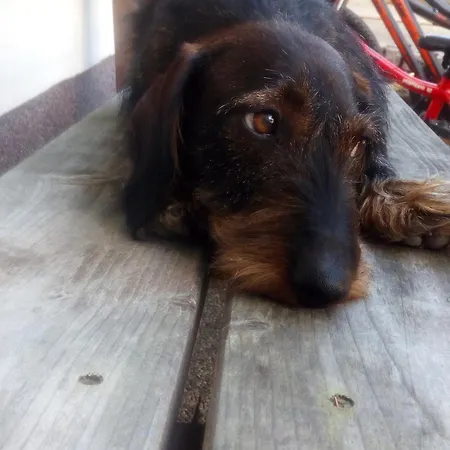 Apartamento Am Bauernhof Koa *