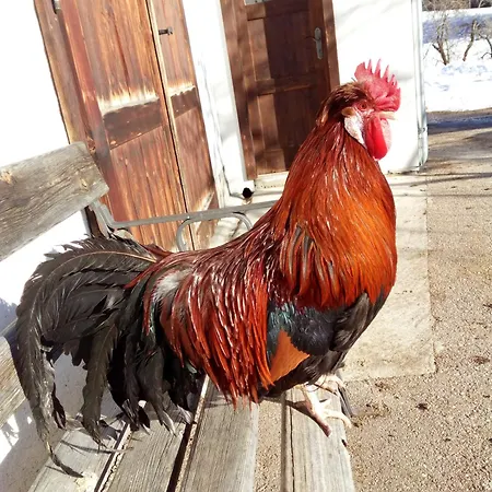 Am Bauernhof Koa Apartamento *