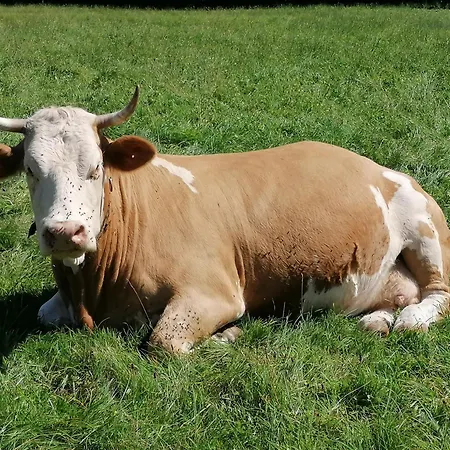 Am Bauernhof Koa Apartamento Bad Goisern