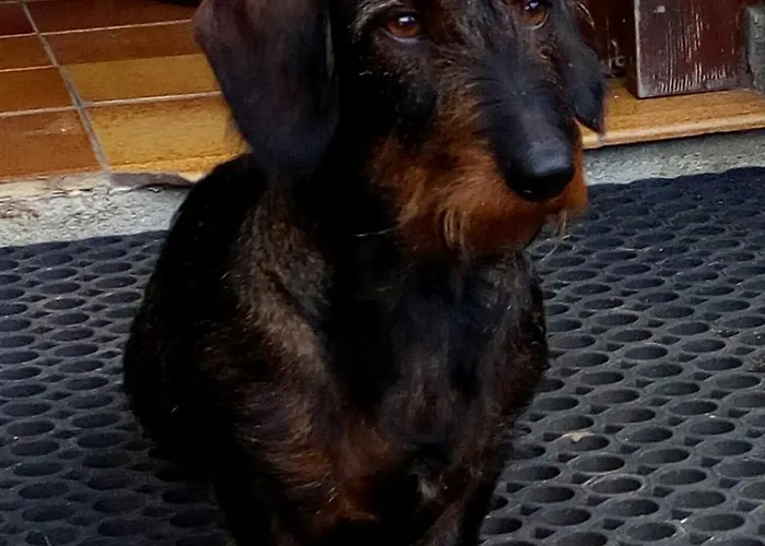 Am Bauernhof Koa Daire Bad Goisern