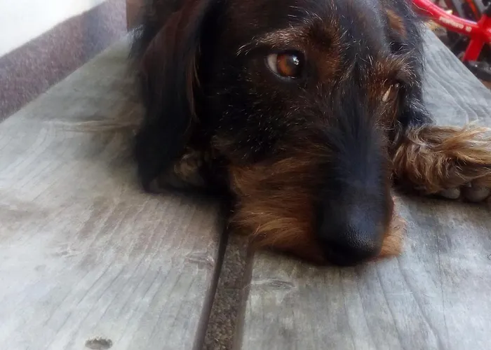 Daire Am Bauernhof Koa *