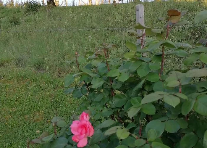 アパート Am Bauernhof Koa バート・ゴイーザーン