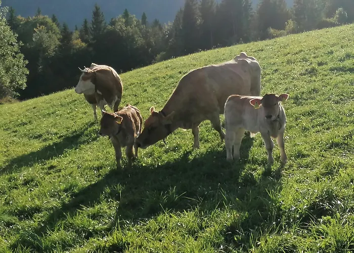Am Bauernhof Koa Daire