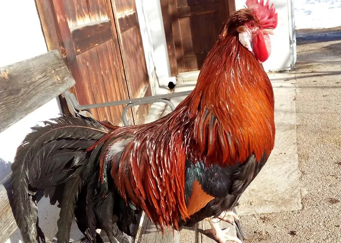 Am Bauernhof Koa Apartament *