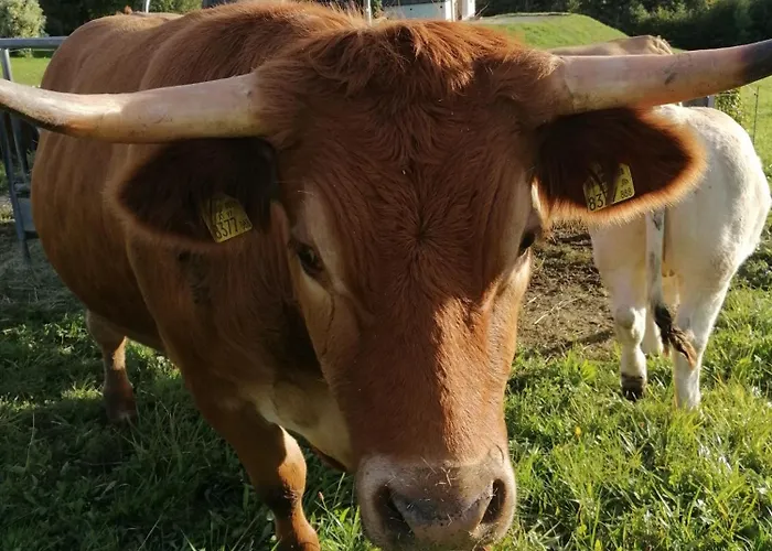 Daire Am Bauernhof Koa *