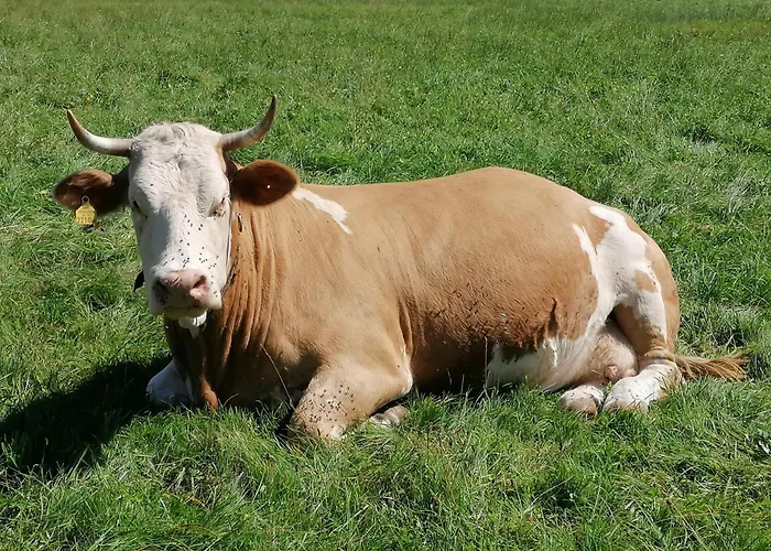 Am Bauernhof Koa Daire Bad Goisern