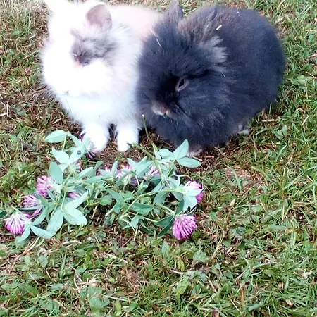 Ferienwohnung Am Bauernhof Koa *