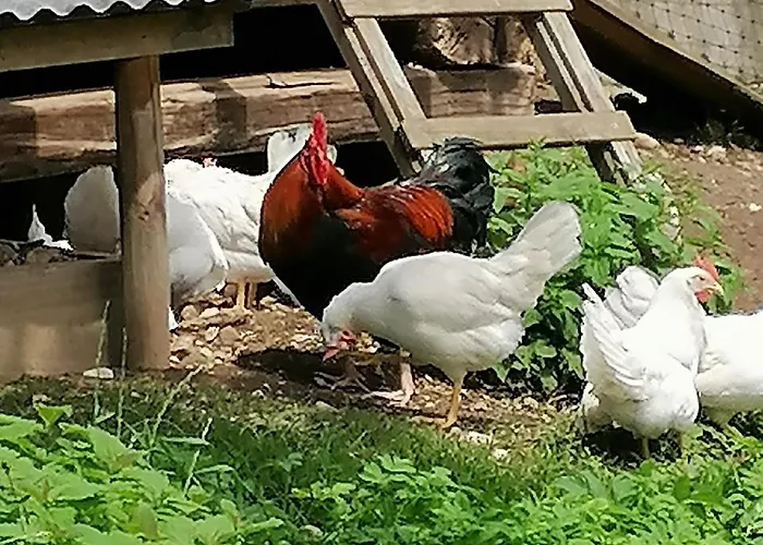 公寓 Am Bauernhof Koa 巴德哥依斯恩